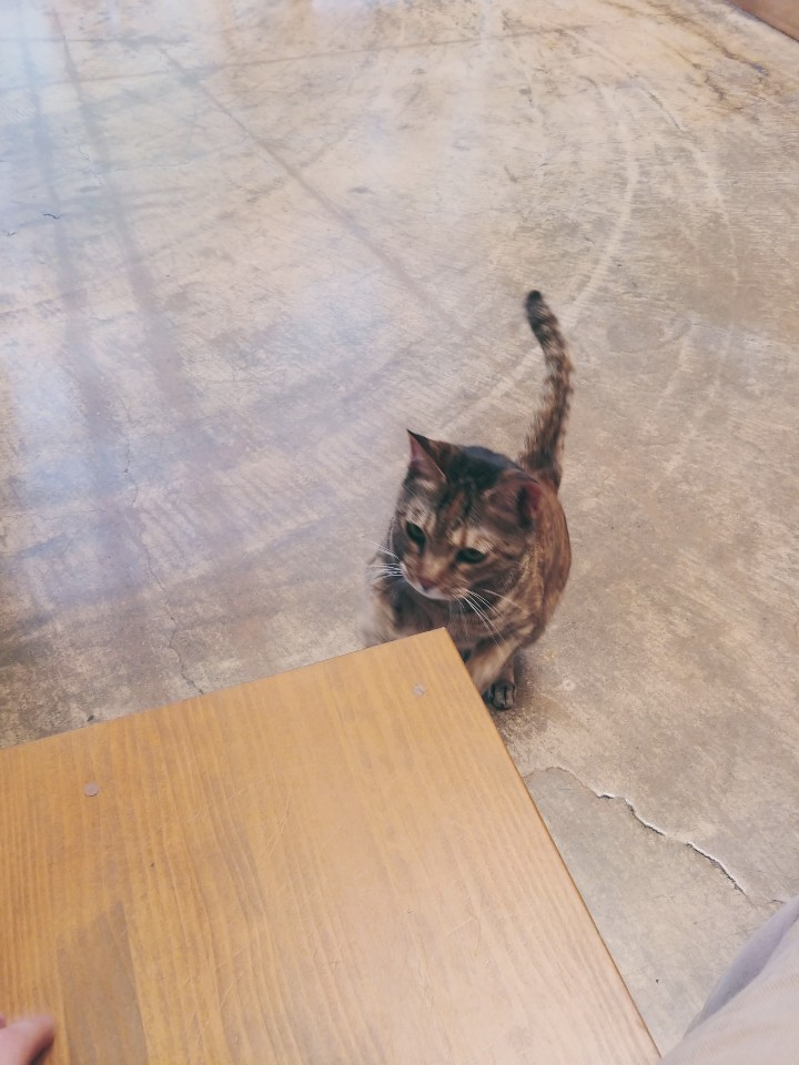  2019.05.21 나눔동물병원 / 고양이 IBD / 고양이 림프성 종양 / 고양이 기능성 장폐색