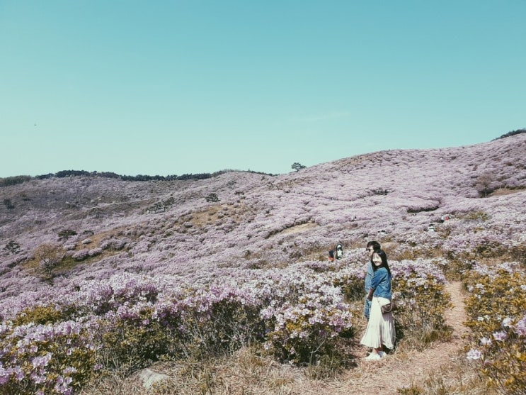  [경상남도 합천/꽃놀이] 합천 황매산 철쭉제 20190511