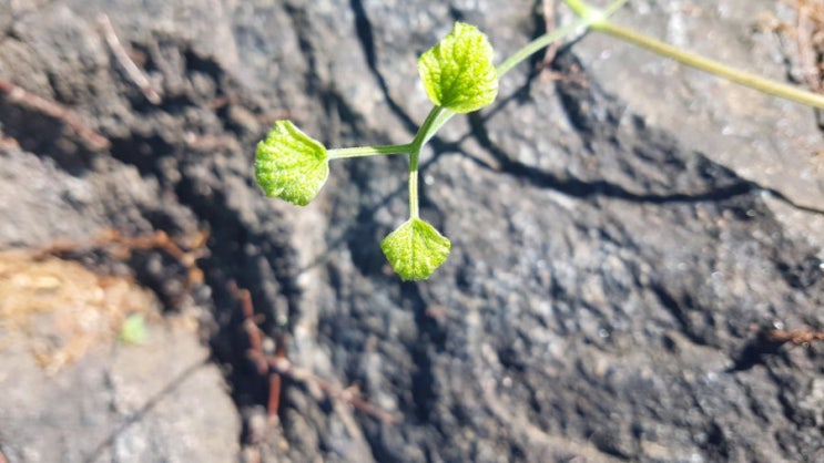  부부의 날(검단산)