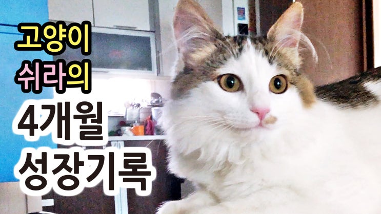  카카오티비 채널 개설