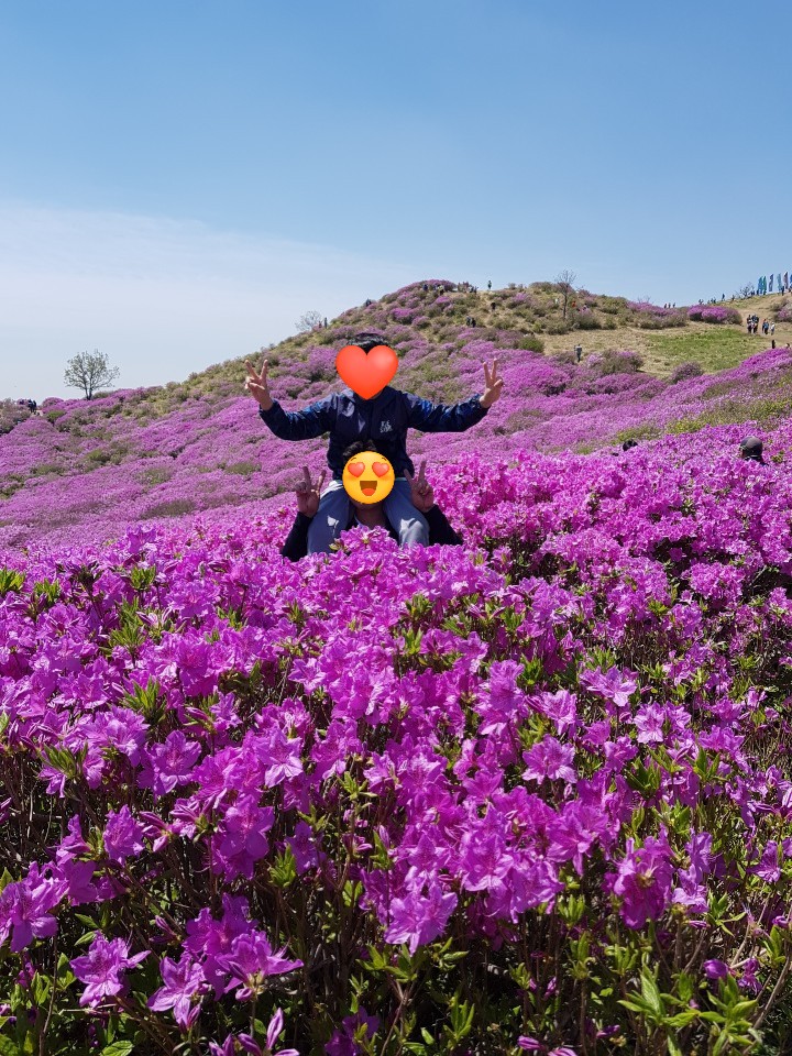  합천황매산철쭉제.