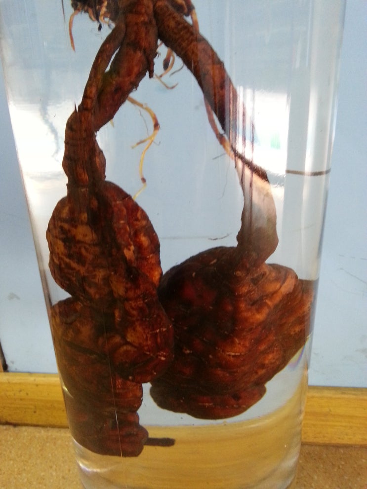  여러가지 효능을 가지고 있는 하수오,하수오술