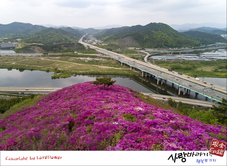  와룡산 연산홍(20190429)