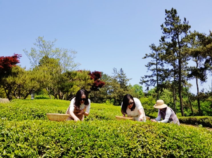 전남 보성 녹차체험여행-아주대학교 평생교육원 티소믈리에 녹차 만들기