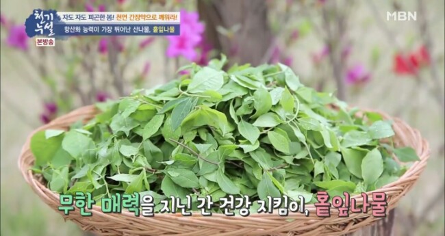  천연 간장약, 화살나무순 홑잎나물 효능 항산화로 간기능에 도움