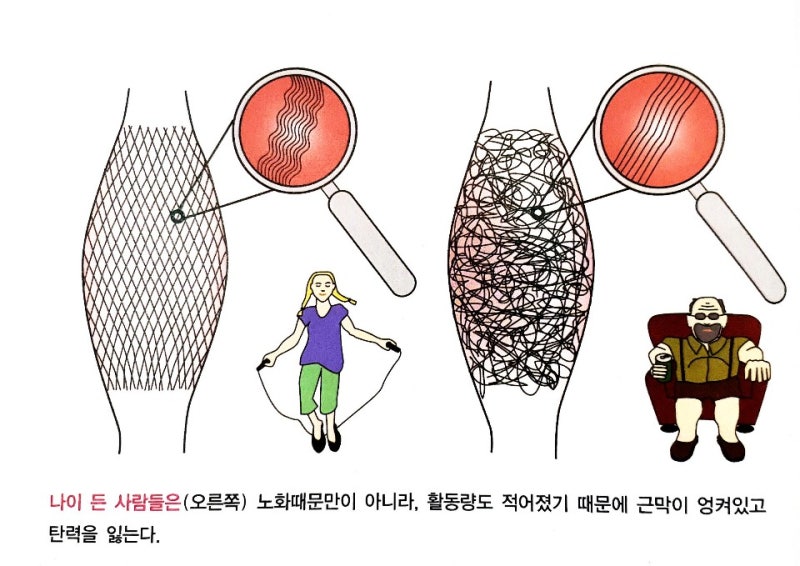 근막의 변화[근막 피트니스] : 네이버 블로그
