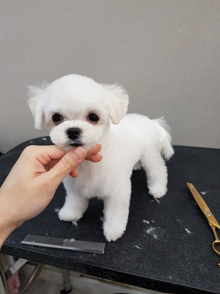  배냇미용!믿을만한곳에서~인천 애견미용 애견 가위컷전문 부평 과 청라 아기강아지에서 ~