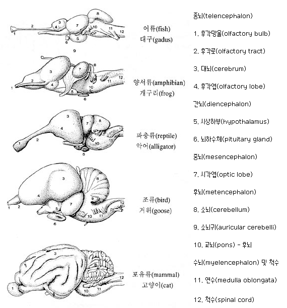  [뮈욤 스페이스 뇌과학 칼럼] 가장 원시적인 뇌, 후각