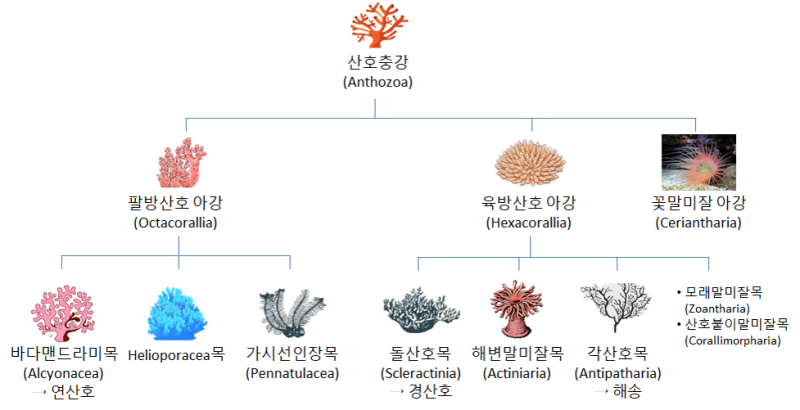 Coral - 산호 총정리 : 네이버 블로그