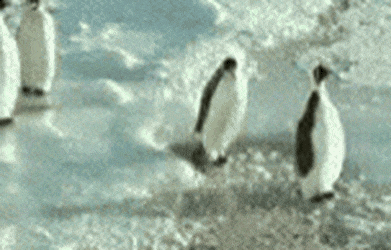  펭귄문제 정답공개! - 그리고 펭귄시리즈.gif