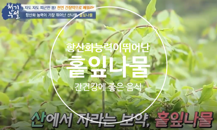  A형간염에 좋은 음식 간 건강에 좋은 최고의 산나물 항산화 능력이 가장 뛰어난 홑잎나물의  효능
