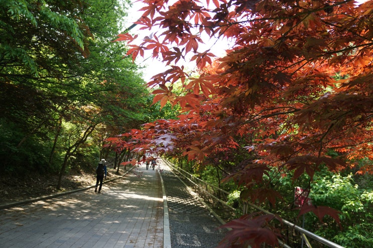  안백산 31차.(대둔산 2019-5-11)