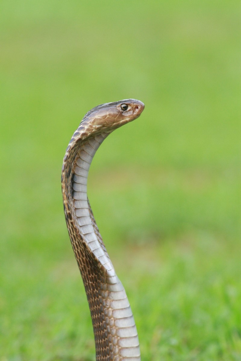 뱀에 물리는 꿈 해몽깜짝놀랐네 : 네이버 블로그