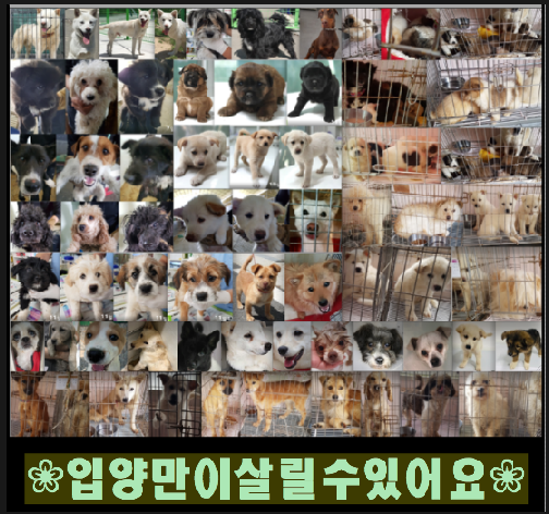  ฅꇴ￫ᴥ￩ꇴฅ 5월21일 유기견 임보입양공고 링크모음