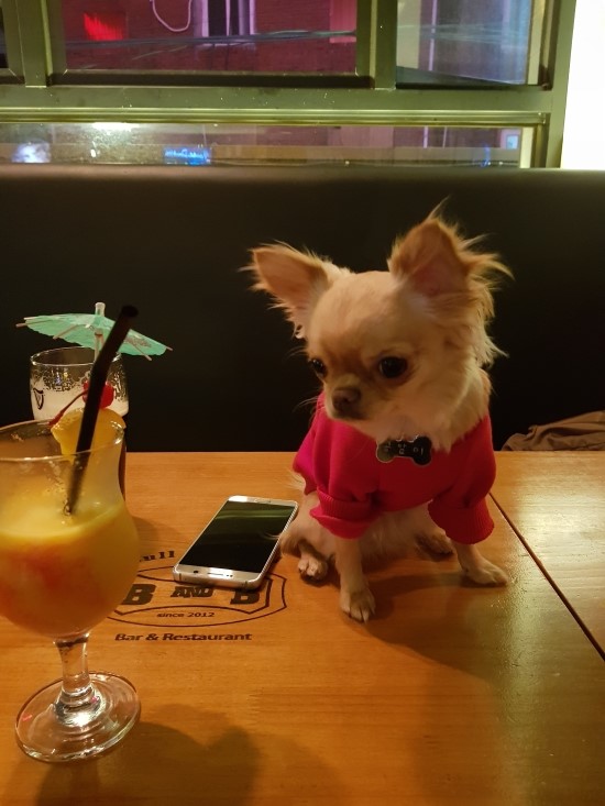   장모치와와 가놀러왓쪄용  치와와 성격 치와와분양가에 대해서 알아볼게요
