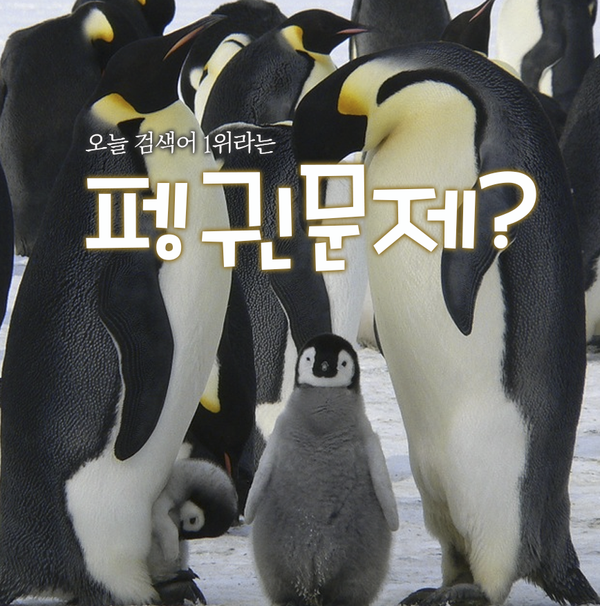  네이버검색 1위라는 "펭귄문제"