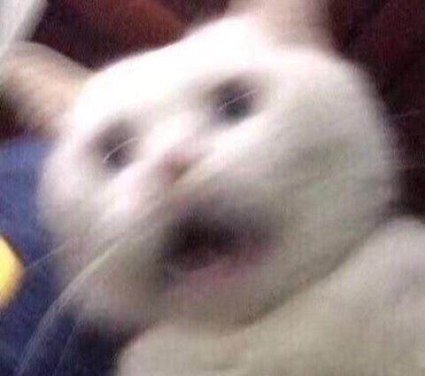  개-봉