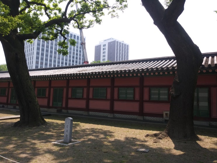  창덕궁의 나무들