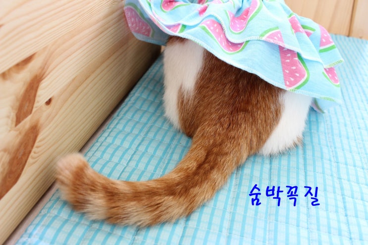  생생정보통 7,000원무한리필청국장 찌개2종 흑미돌솥밥 숙성한우 낙지등뼈찜
