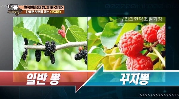자연이 준 선물 꾸지뽕나무 효능 부작용 먹는방법