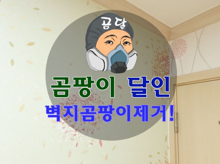  벽지 곰팡이 제거 재발방지 곰팡이 달인의 해결법!