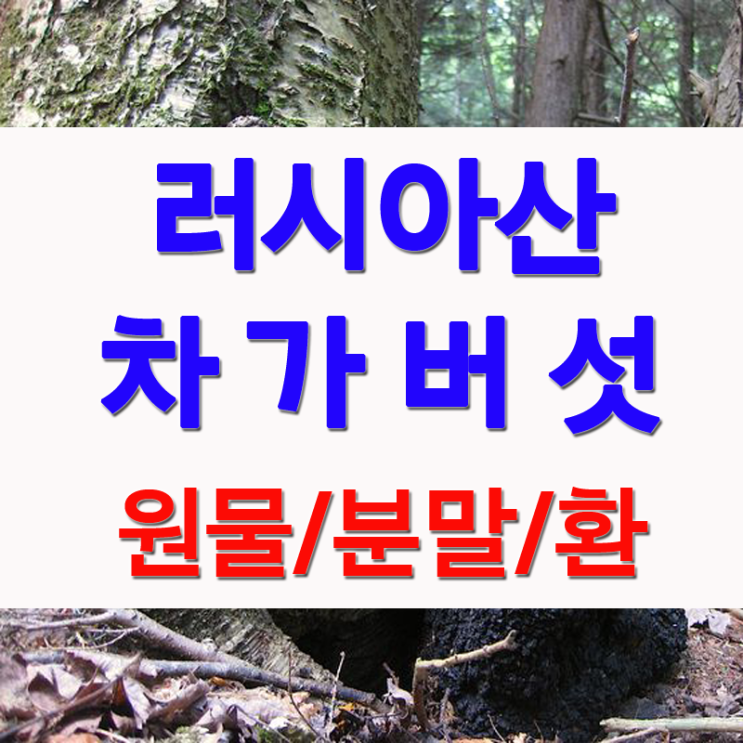  러시아 차가버섯효능 및 분말 파는곳(시베리아 차가버섯 가격)