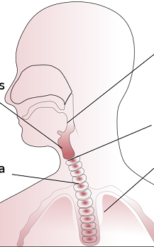  감기가 걸린것도 아닌데 목이 아파요 / 인후통의 원인?