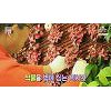 '서민갑부' 실내 수직정원 개발로 연매출 7억 올린 사연 '서민갑부' 실내 수직정원 개발로 연매출 7억 올린 사연
