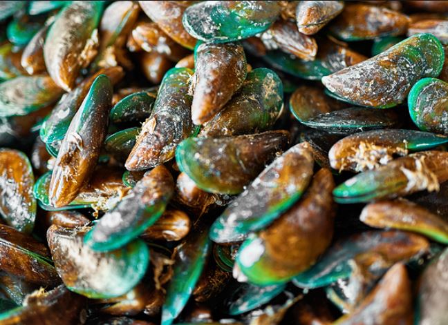  쿠마] 관절에 좋은 초록입 홍합 (Green Lipped Mussel)