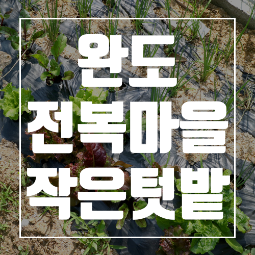  완도전복마을의 작은 텃밭을 소개합니다
