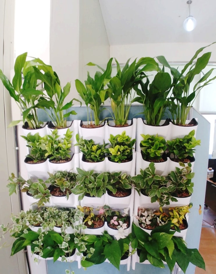 수직정원, 버티칼 가든, vertical garden 만들기/ 미니정원 만들기(갑조네 모종시장-공기정화식물, 엉터리씨앗-벽걸이 마운트 화분)