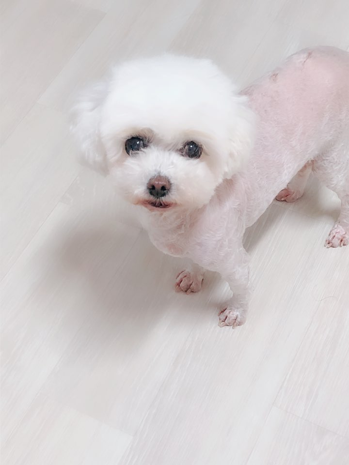  반려동물 강아지피부병에 천연100프로 강아지피부병연고 아토인에코 추천