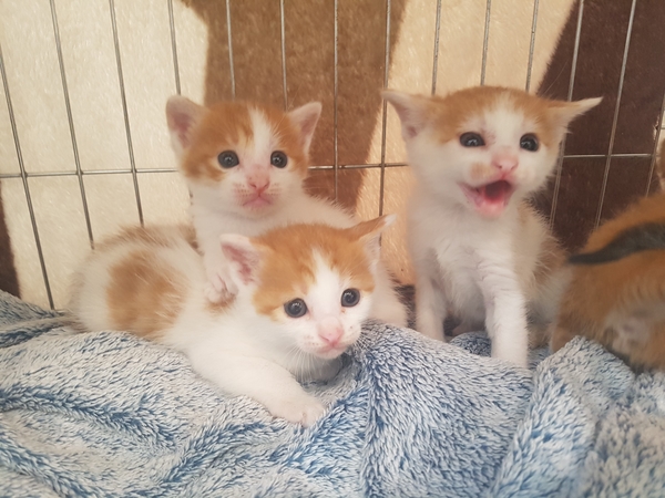  [펫영양사 주요 활동] 코숏 아기 고양이 집사님 찾아요_45