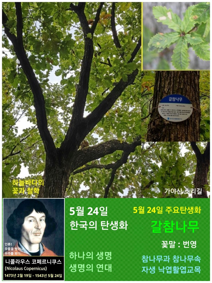 갈참나무 / 참나무과, 5월 24일 한국의 탄생화