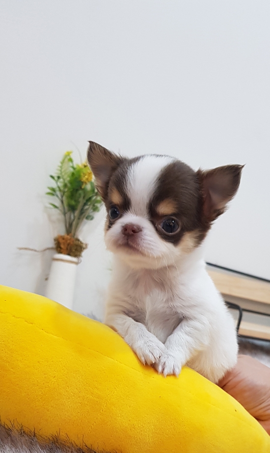  미추홀구강아지분양1등! 아이러브독 인천점!