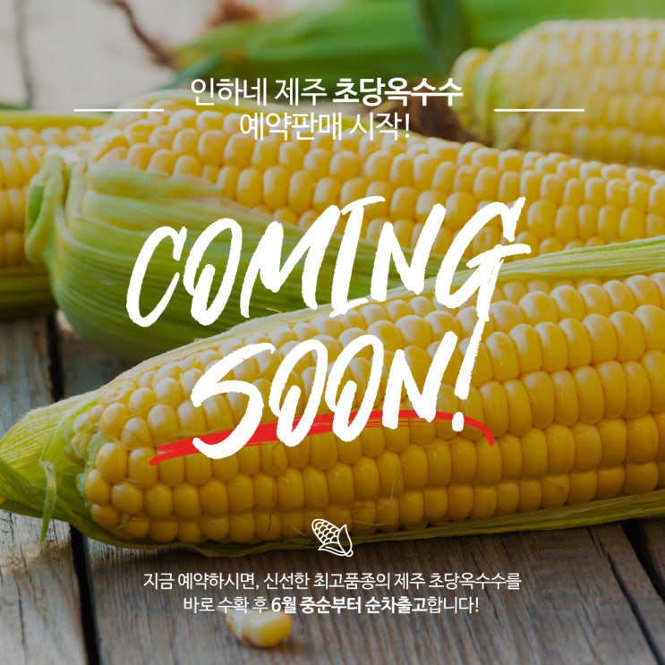  드디어!인하네 제주 초당옥수수 예약판매 개시! (6월 중순부터 출고)