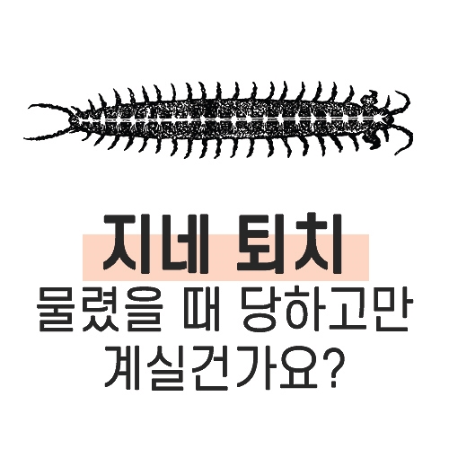  지네 퇴치:지네 물렸을때 대처법!징그러운 벌레들 다나가퇴치기로 다 쫒아냈어요!