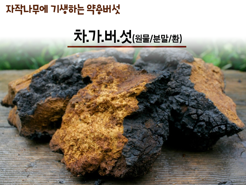 러시아 차가버섯효능 및 분말 파는곳(시베리아 차가버섯 가격)