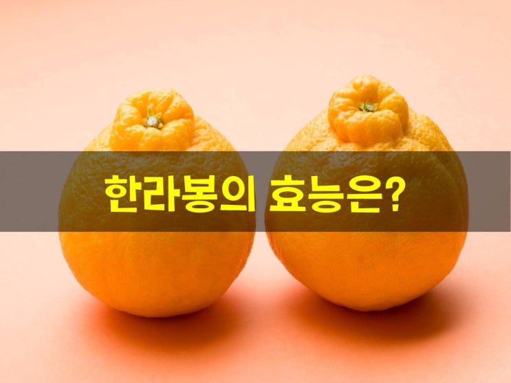  한라봉 효능 어디에 조은지 봐볼까