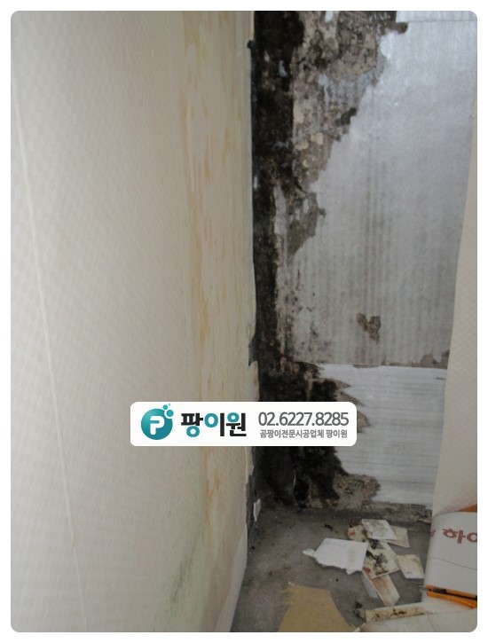  벽지 곰팡이제거 후 왜? 또 생길까?