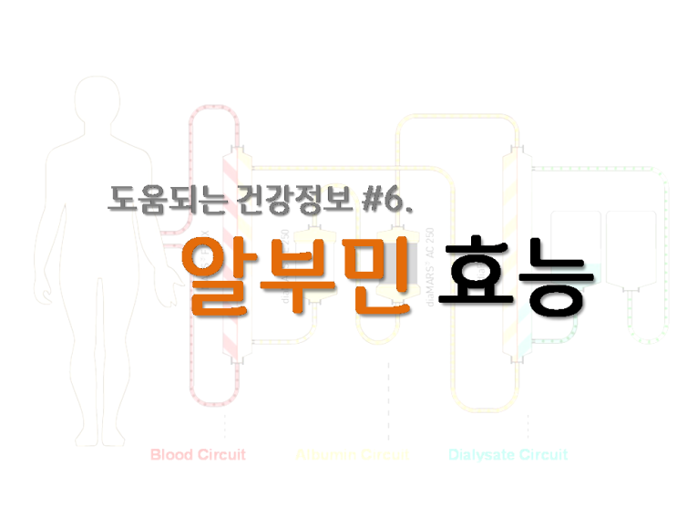  알부민의 효능