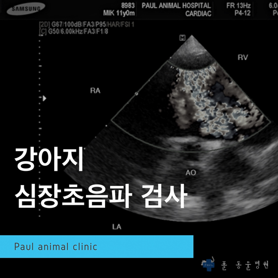  강아지 심장 초음파, 심장병 진단, 치료, 관리, 강아지 기절 & 분당 24시 폴 동물병원(판교, 용인, 정자동)