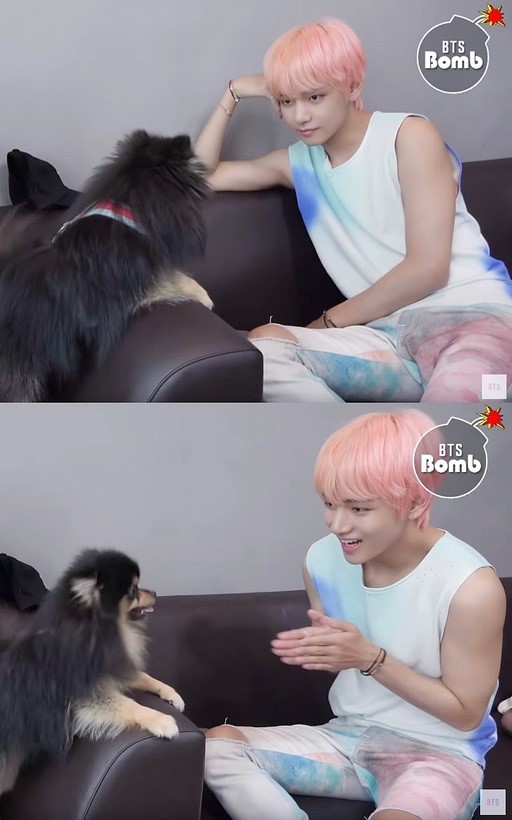 방탄소년단(BTS) 뷔(V)의 ‘연탄’, 전세계에서 가장 유명한 반려견으로 제8의 멤버 예약? 방탄소년단(BTS) 뷔(V)의 ‘연탄’, 전세계에서 가장 유명한 반려견으로 제8의 멤버 예약?