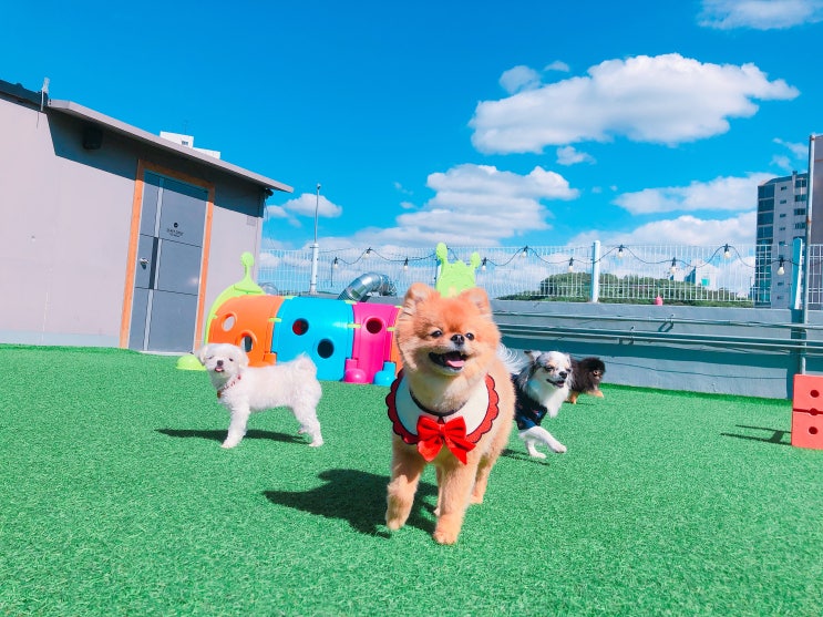  [애견유치원] 멍스토리 유치원의 일상!