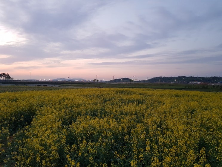  호텔휴 뒤편 산책중 중간 하늘공원에 유채꽃이 만개했읍니다.