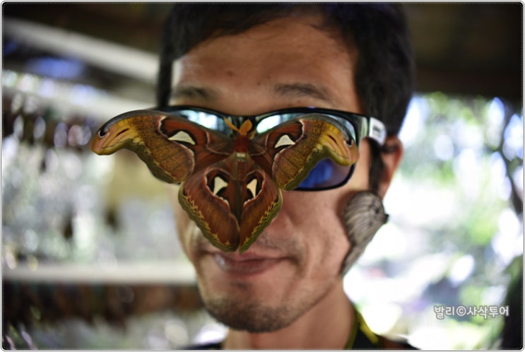  발리 데이투어 나비공원 - Bali Butterfly Park