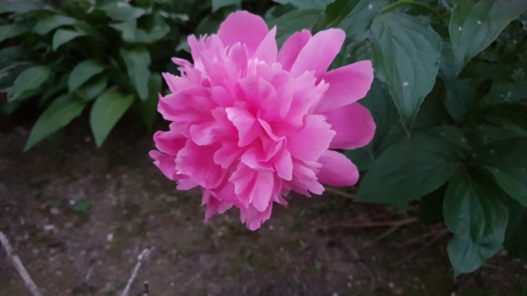  2019.05.25 새벽풍경. 장미와 꽃.  너의 이름은?