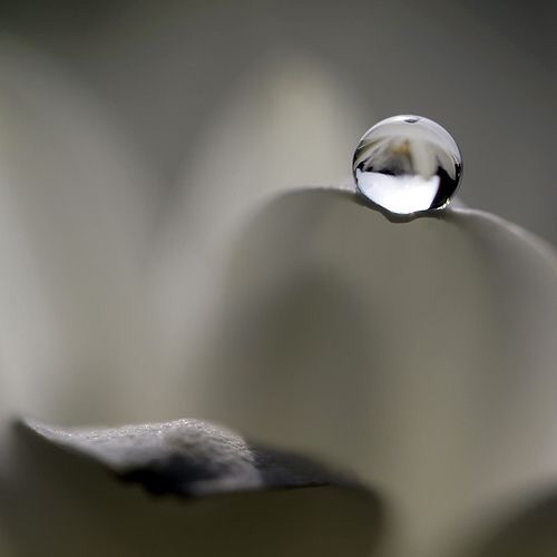  사랑의 생애