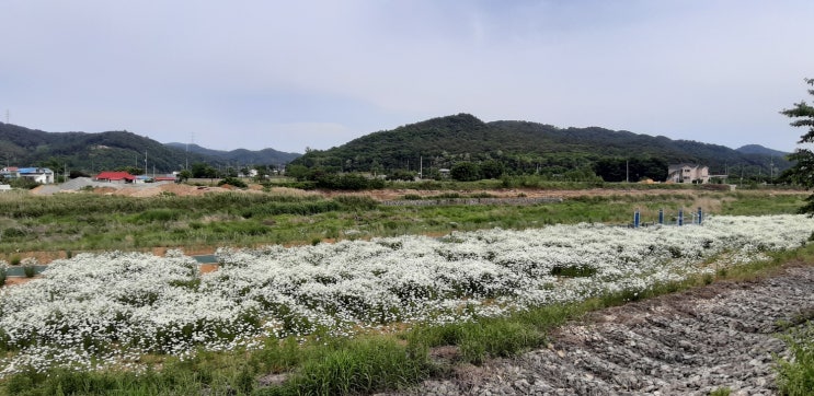  서산 여행 코스 여름꽃 샤스타데이지,수레구화,만발한 운산 역천 용장천 인기