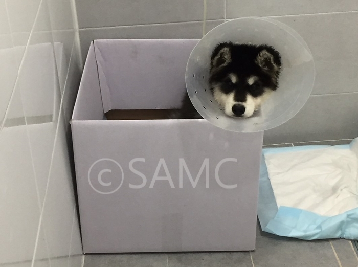  2~3개월 새끼강아지 파보+코로나 동시 감염 치료 후기 _ 오포동물병원 서울동물메디컬센터